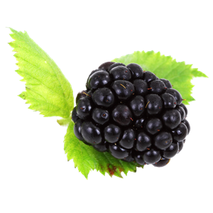 Blackberry PNG-26572